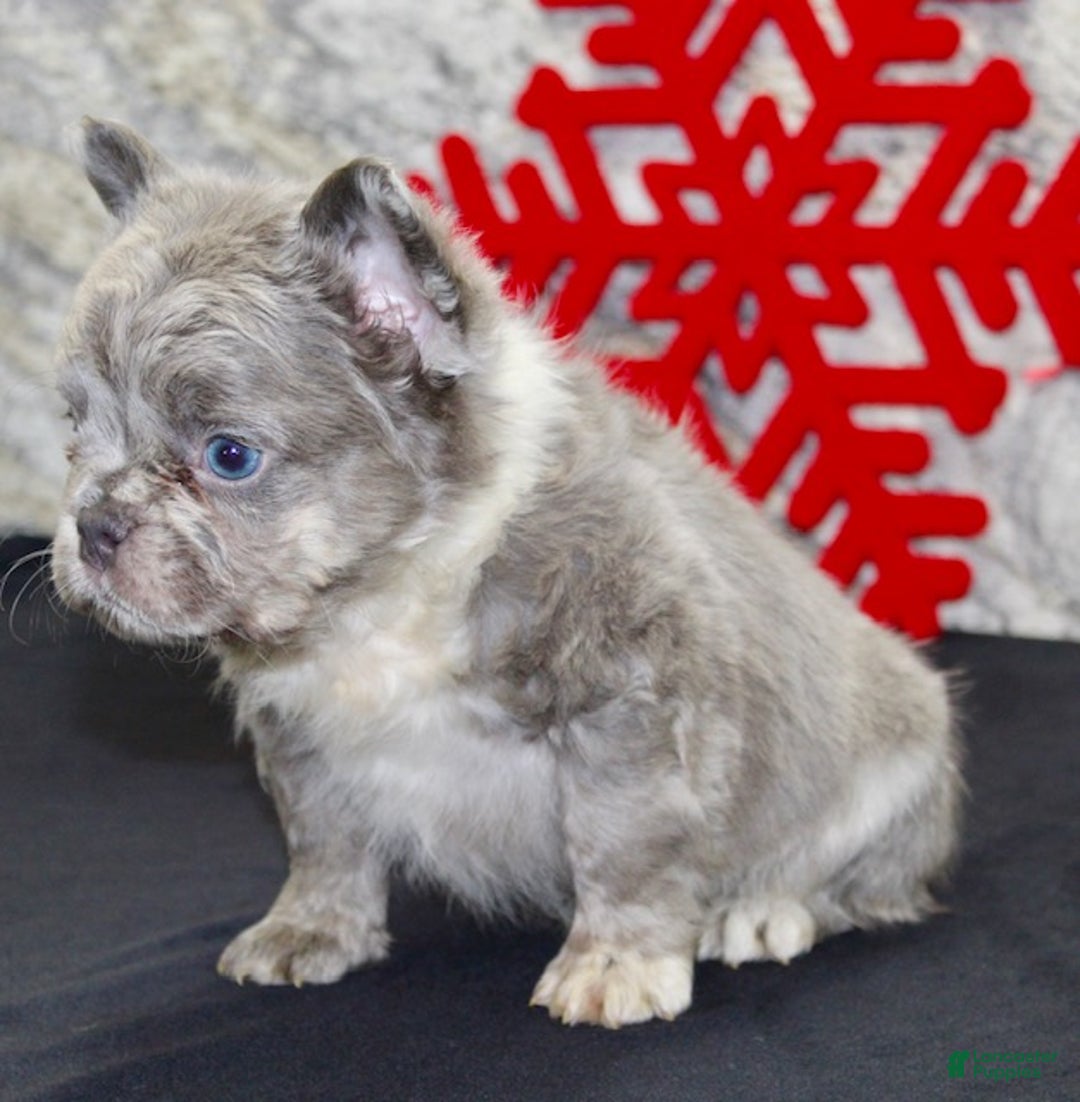 French Bulldog dogs for sale: Ernie - Ad 3
