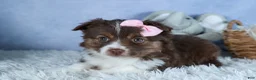 Miniature Australian Shepherd dogs for sale: ELLIE - Ad 27