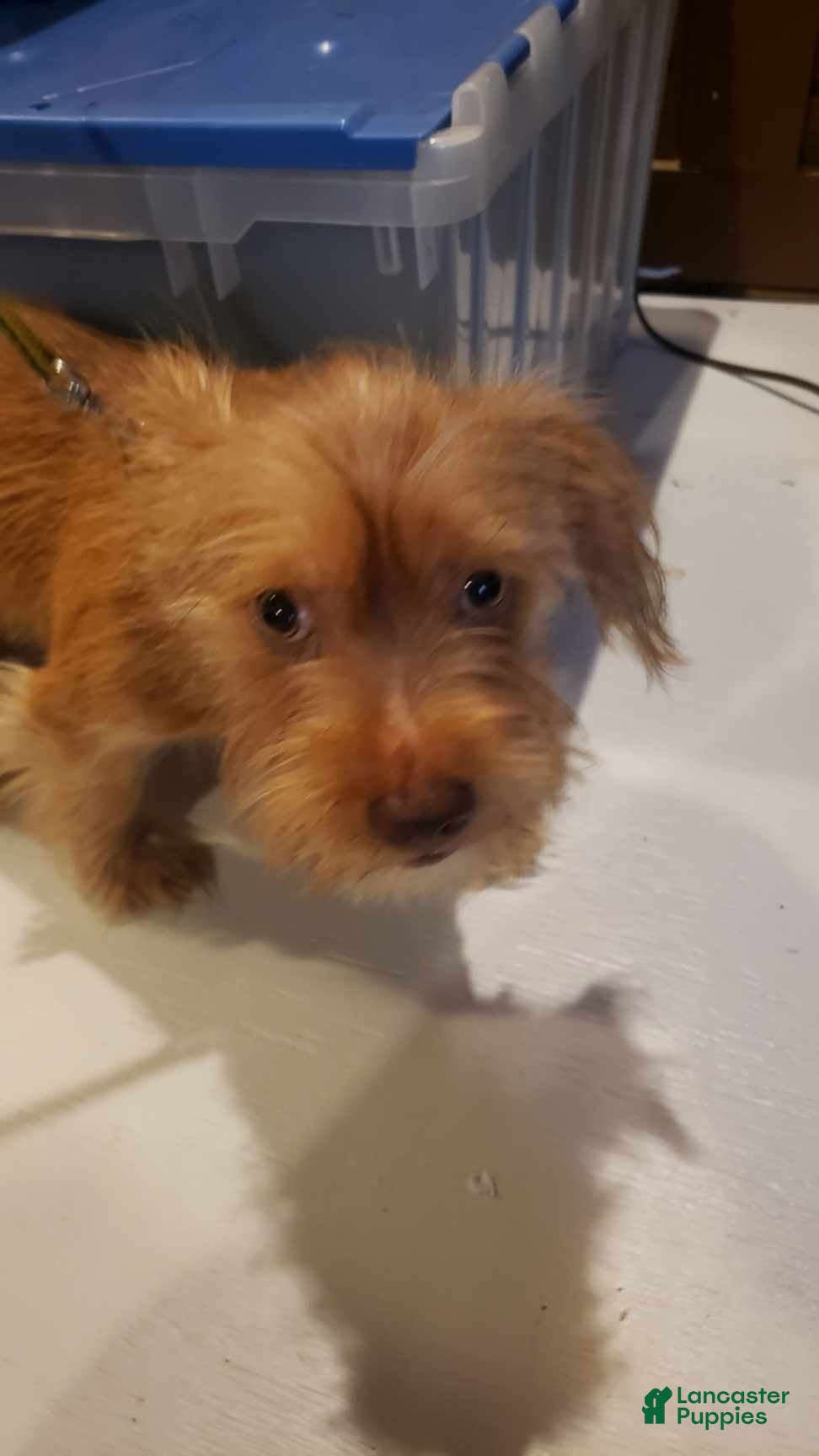 Yorkshire Terrier dogs Rafael - Ad 2