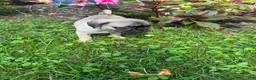 Frug dogs for sale: Frug 1 - Ad 2