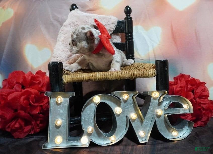 English Bulldog dogs English Bulldog Puppy 4 - Ad 36