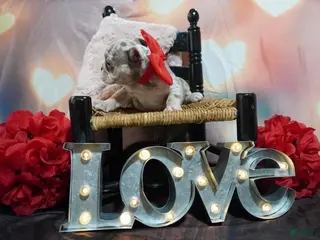 English Bulldog dogs English Bulldog Puppy 4 - Ad 36