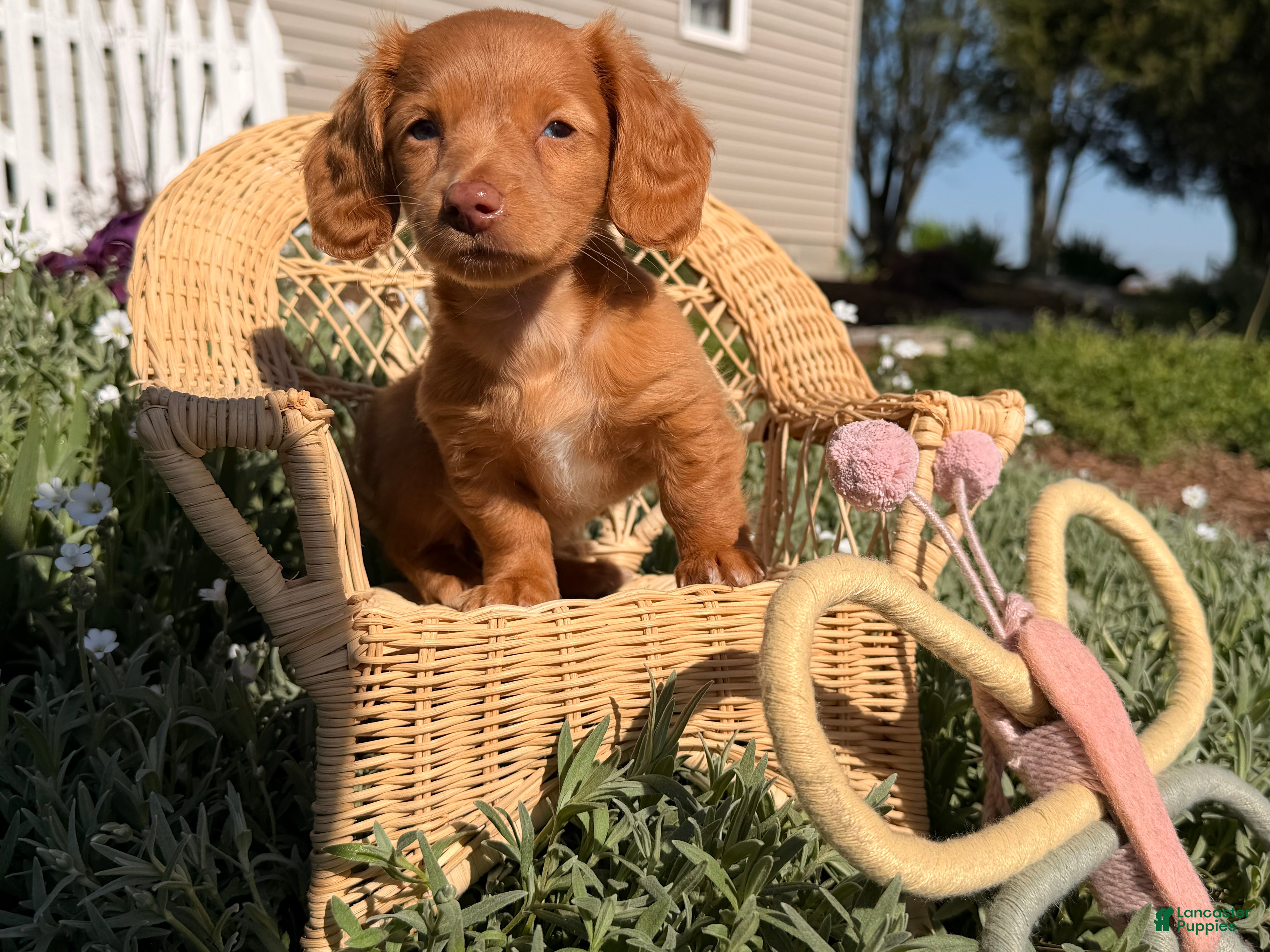 Dachshund dogs Daisy  - Ad 2