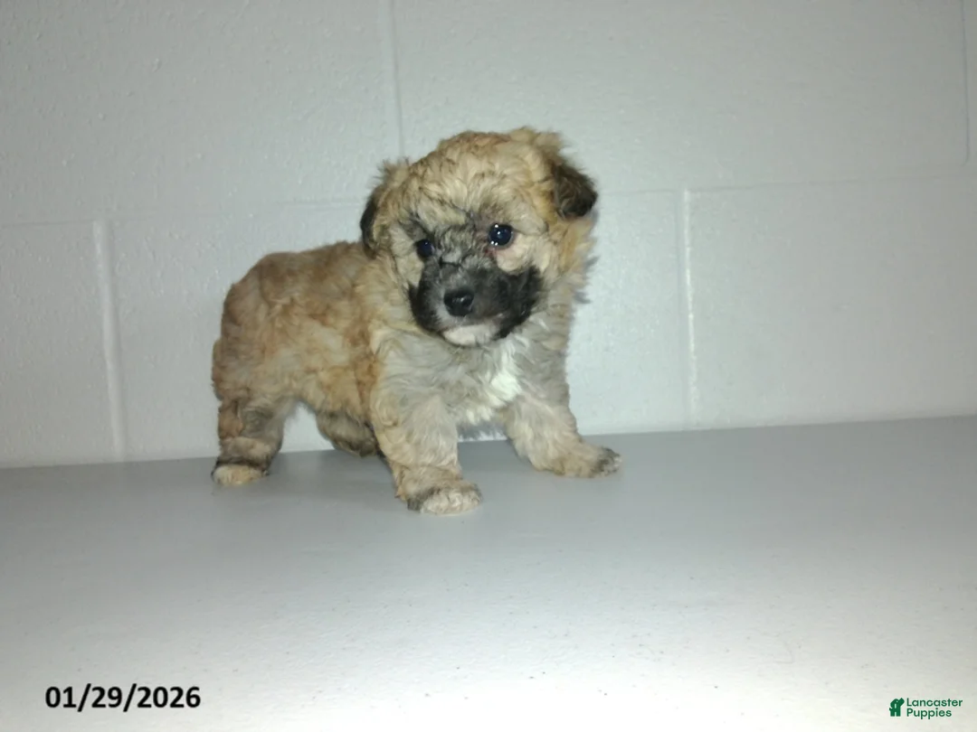 Yorkiepoo dogs for sale: Cara  - Ad 17