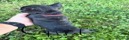 French Bulldog dogs for sale: French Bulldog 3 - Ad 2