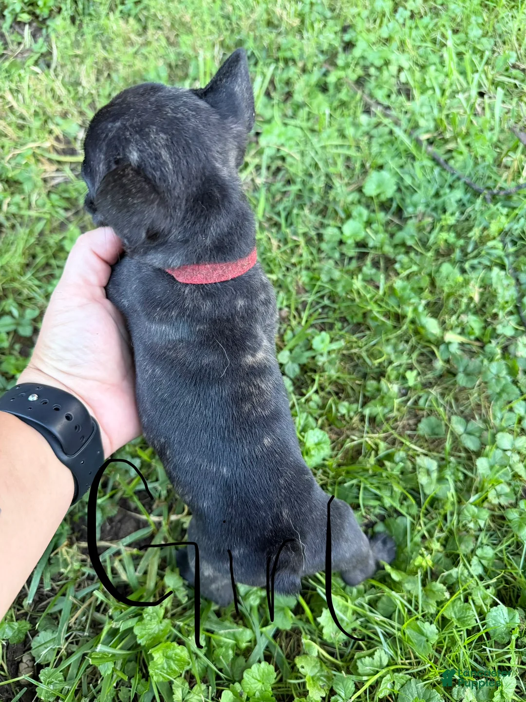 French Bulldog dogs for sale: French Bulldog 3 - Ad 2
