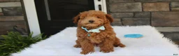 Bichpoo dogs for sale: Flynn  - Ad 8