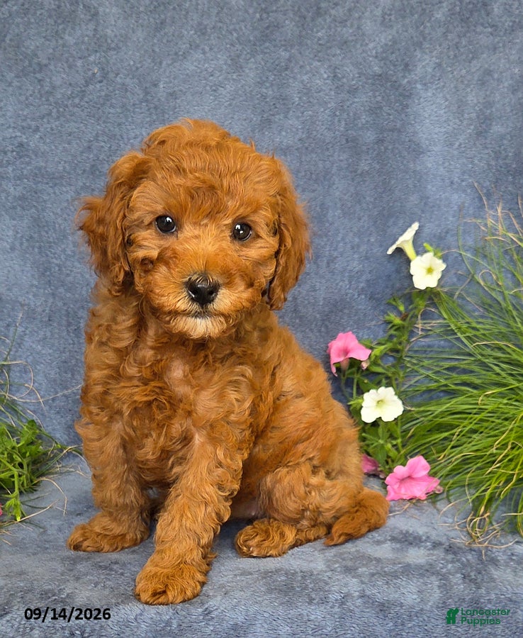 Cavapoo dogs Tulip - Ad 1