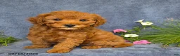 Cavapoo dogs for sale: Tulip - Ad 3