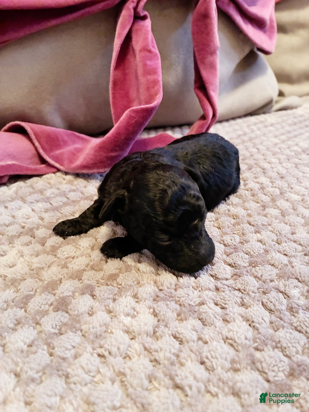 Toy Poodle dogs for sale: Ptolemaic Tut ,  Toy Poodle Puppy  - Ad 2