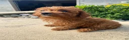 Cavapoo dogs for sale: Betty - Ad 6