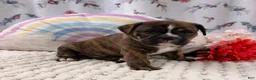 English Bulldog dogs for sale: Lincoln  - Ad 1