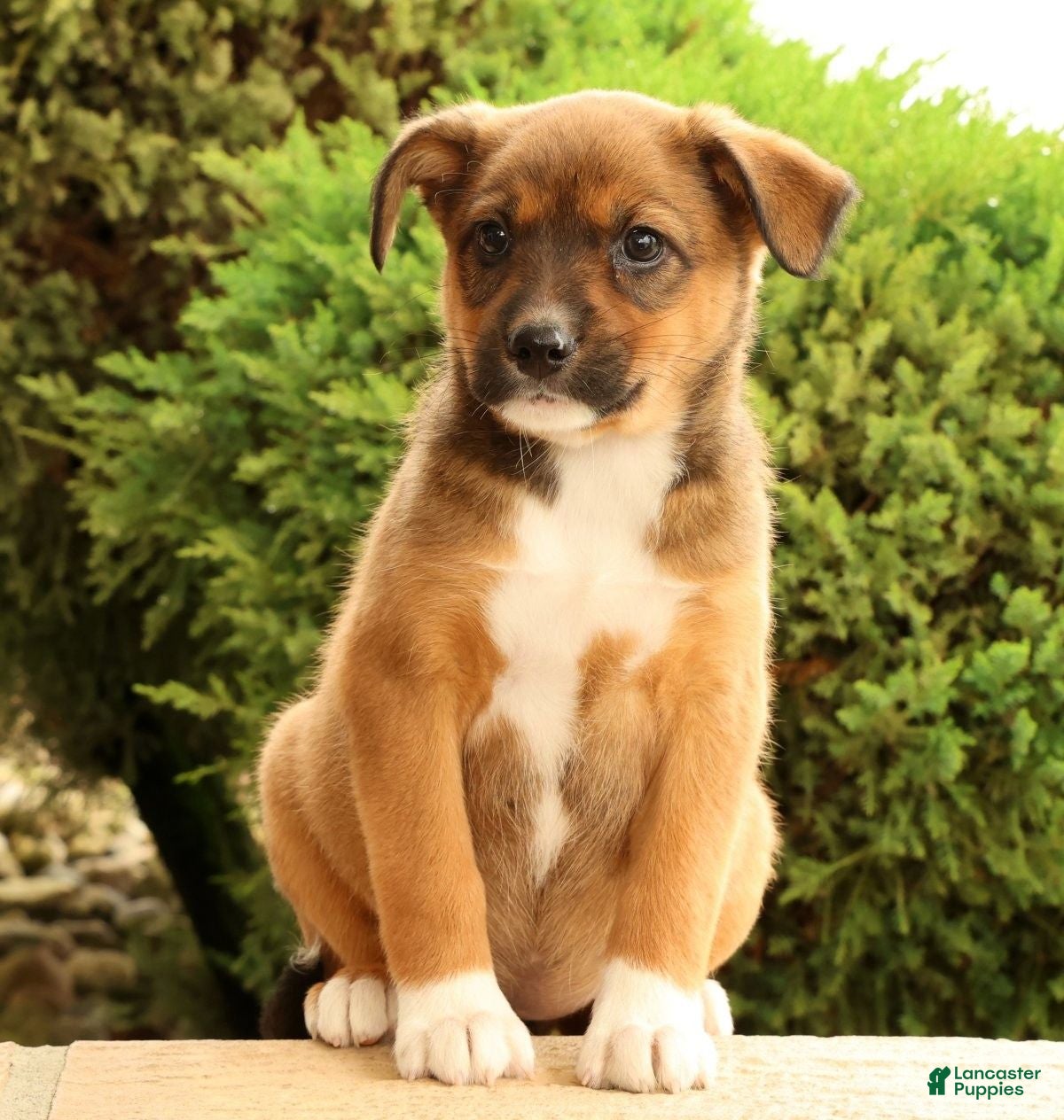 Miniature Australian Shepherd dogs Baylee - Ad 2