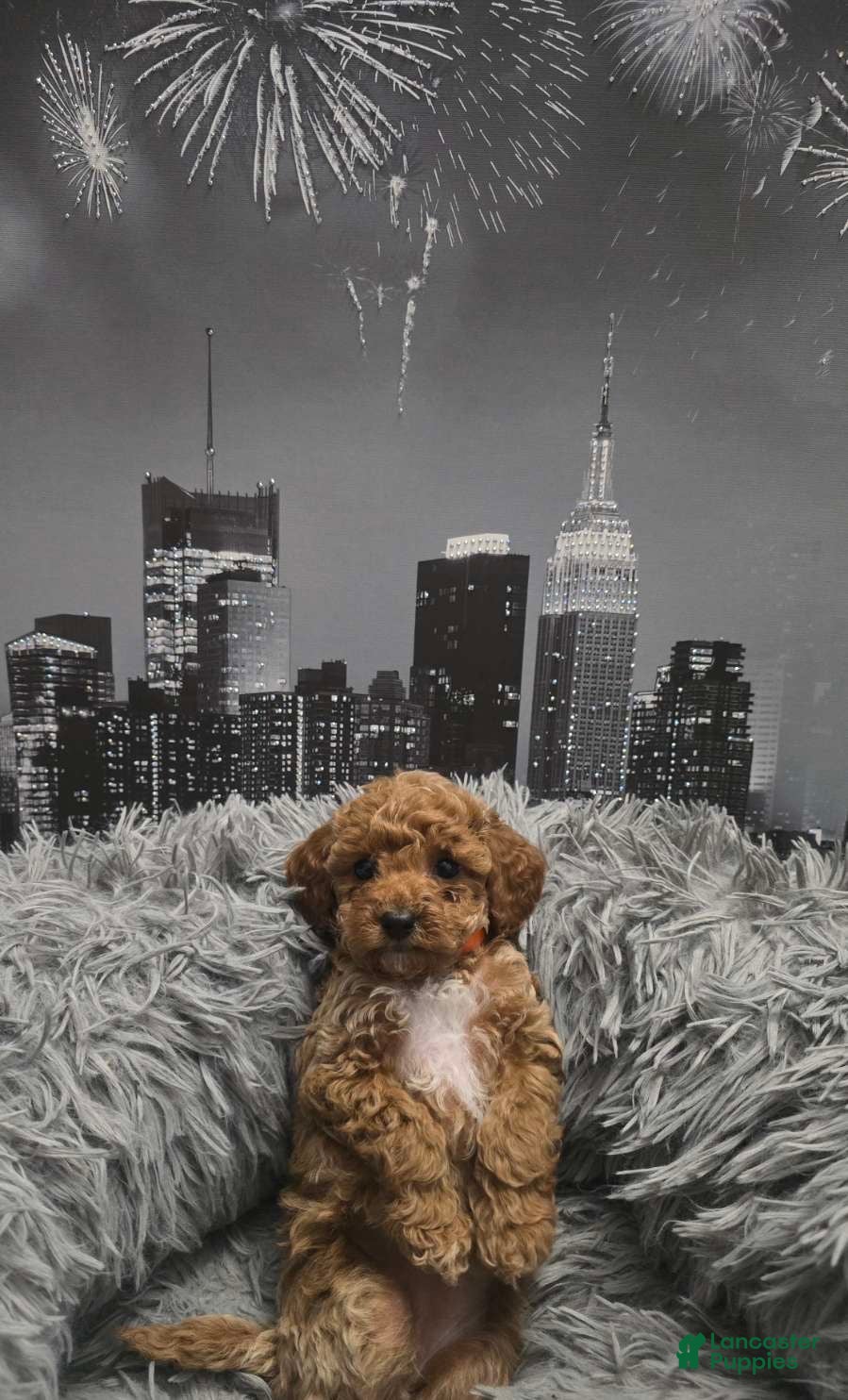 Miniature Poodle dogs Tati - Ad 2