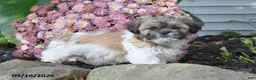 Shih Tzu dogs for sale: Buster - Ad 2