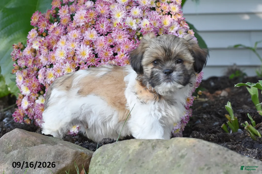 Shih Tzu dogs for sale: Buster - Ad 2