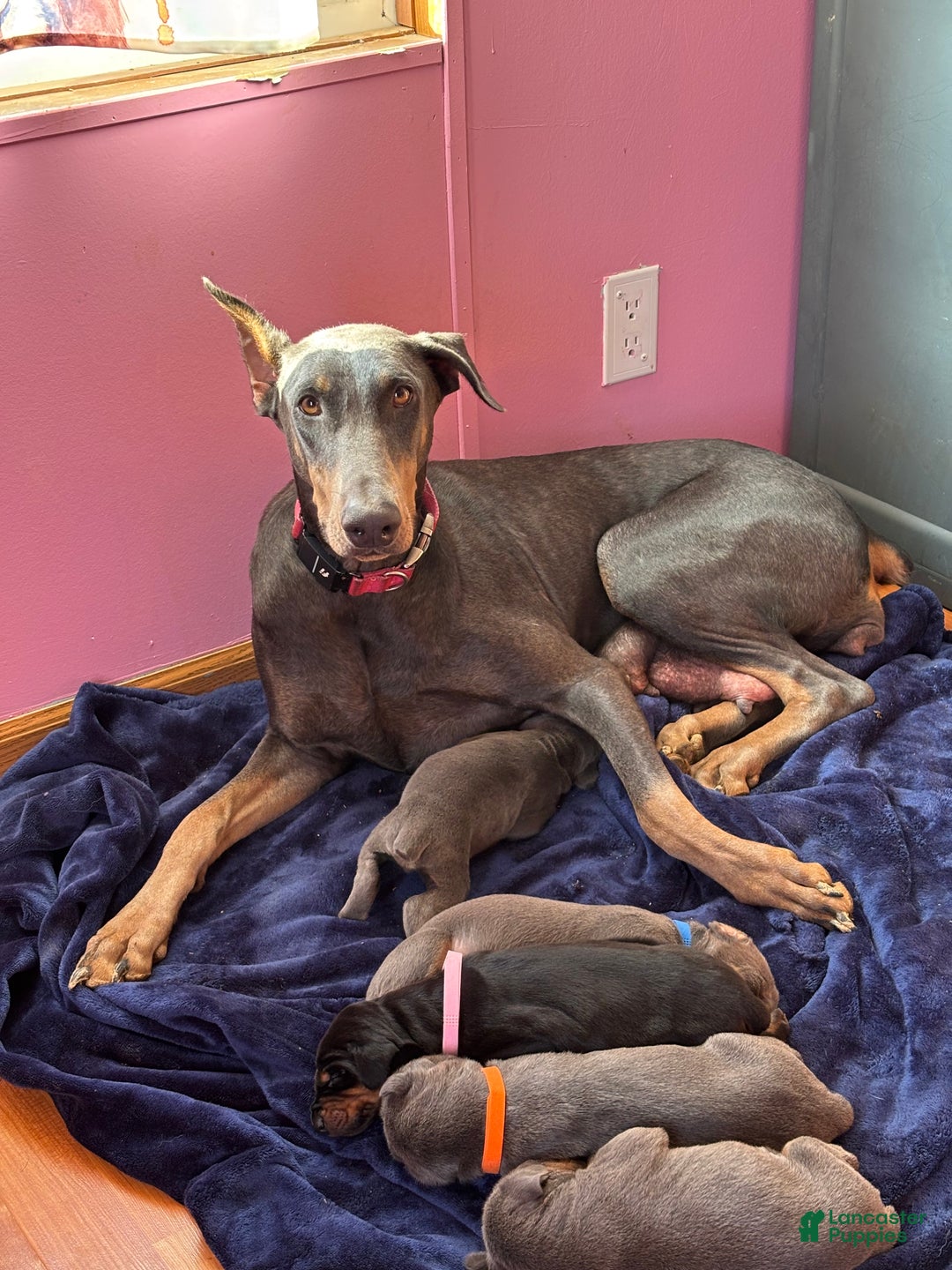 Doberman Pinscher dogs for sale: GENETIC HEALTH TESTED- JASPER - Ad 4