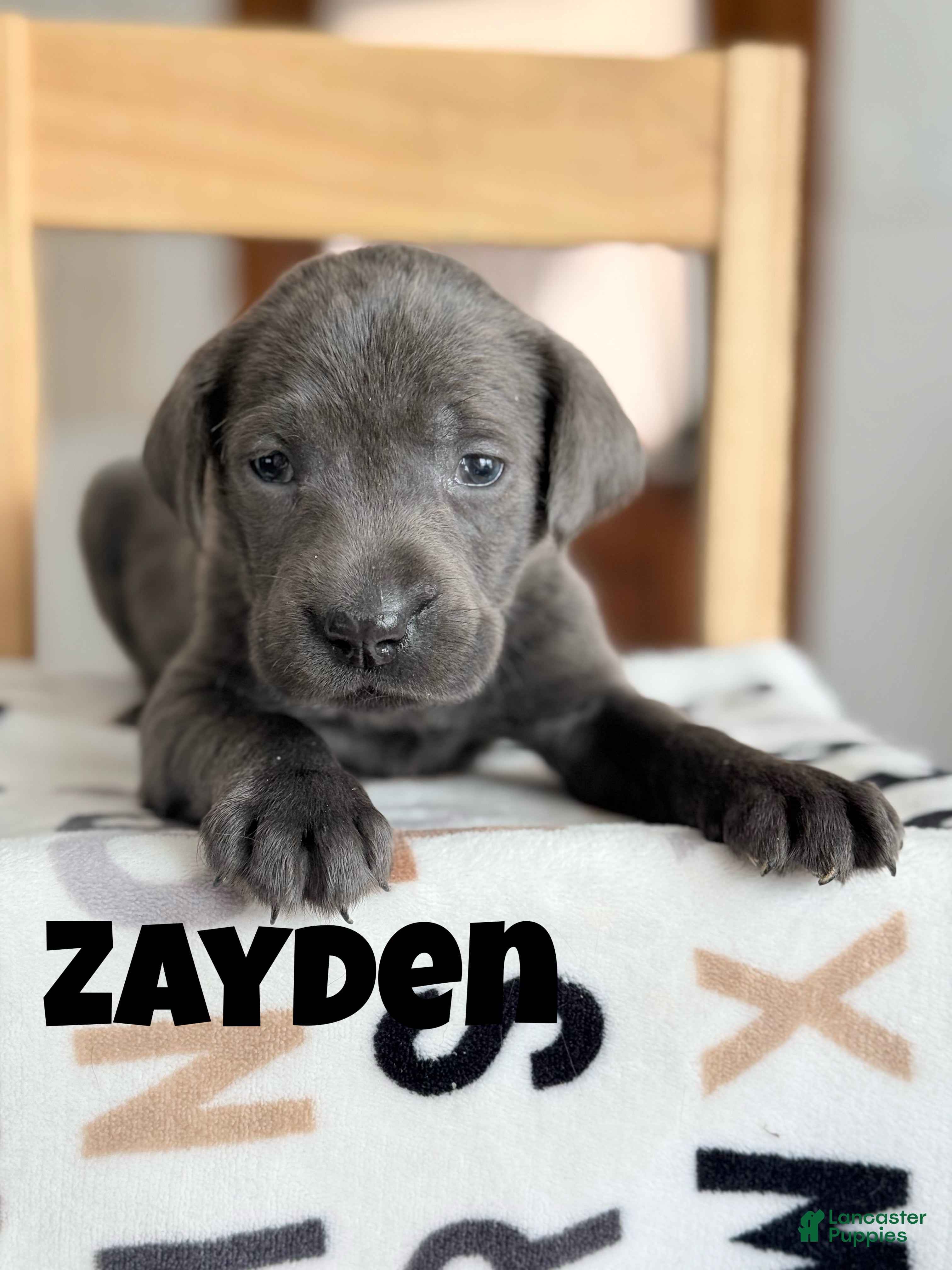 Labrador Retriever dogs Zayden - Ad 38
