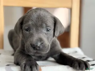 Labrador Retriever dogs Zayden - Ad 38