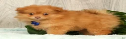 Pomeranian dogs for sale: Cosmo - Ad 4