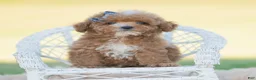 Toy Poodle dogs for sale: Munchkin - Ad 8