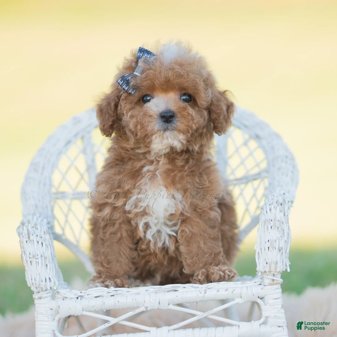 Toy Poodle dogs for sale: Munchkin - Ad 8