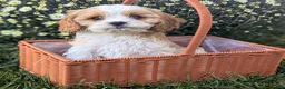 Cavapoo dogs for sale: Mr Andy - Ad 28