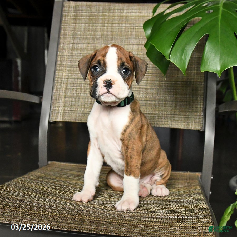 Boxer dogs Chip - Ad 1