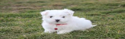 Maltese dogs for sale: Button  - Ad 12