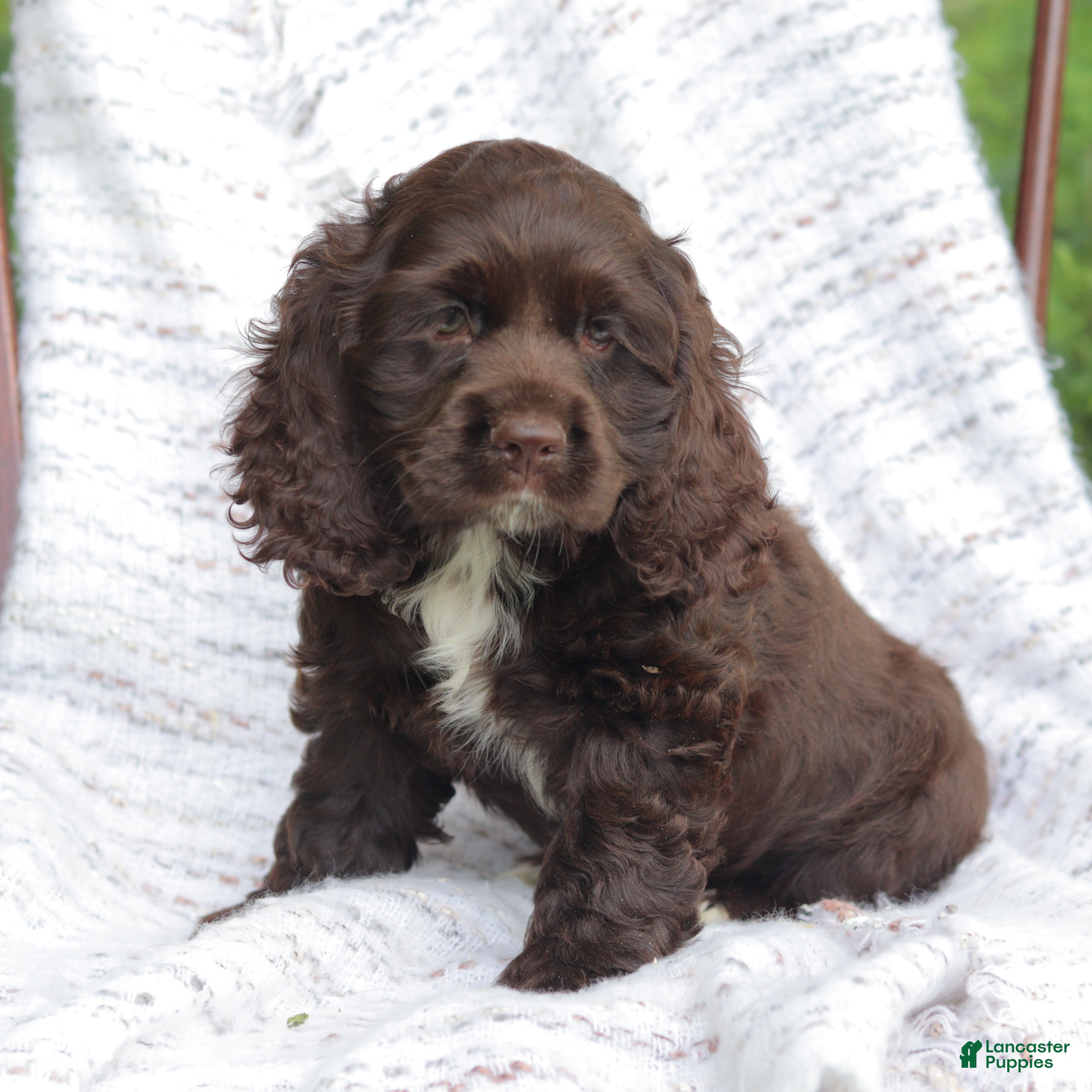 Cocker Spaniel dogs Kelly - Ad 2