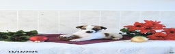 Jack Russell Terrier dogs for sale: Rocky - Ad 6