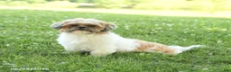 Shih Tzu dogs for sale: Smores - Ad 7