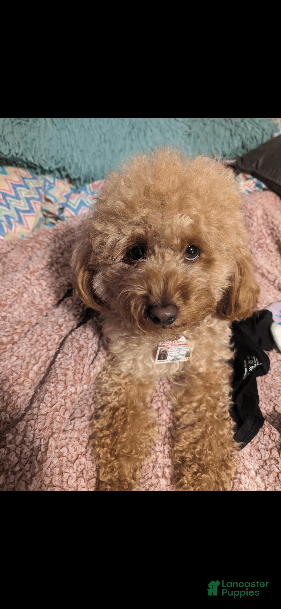 Toy Poodle dogs for sale: Rainer  - Ad 9