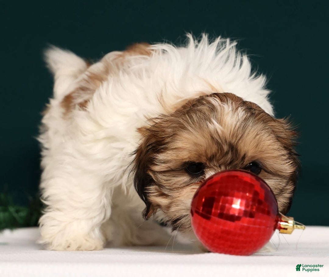 Shih Tzu dogs for sale: Dixie - Ad 2