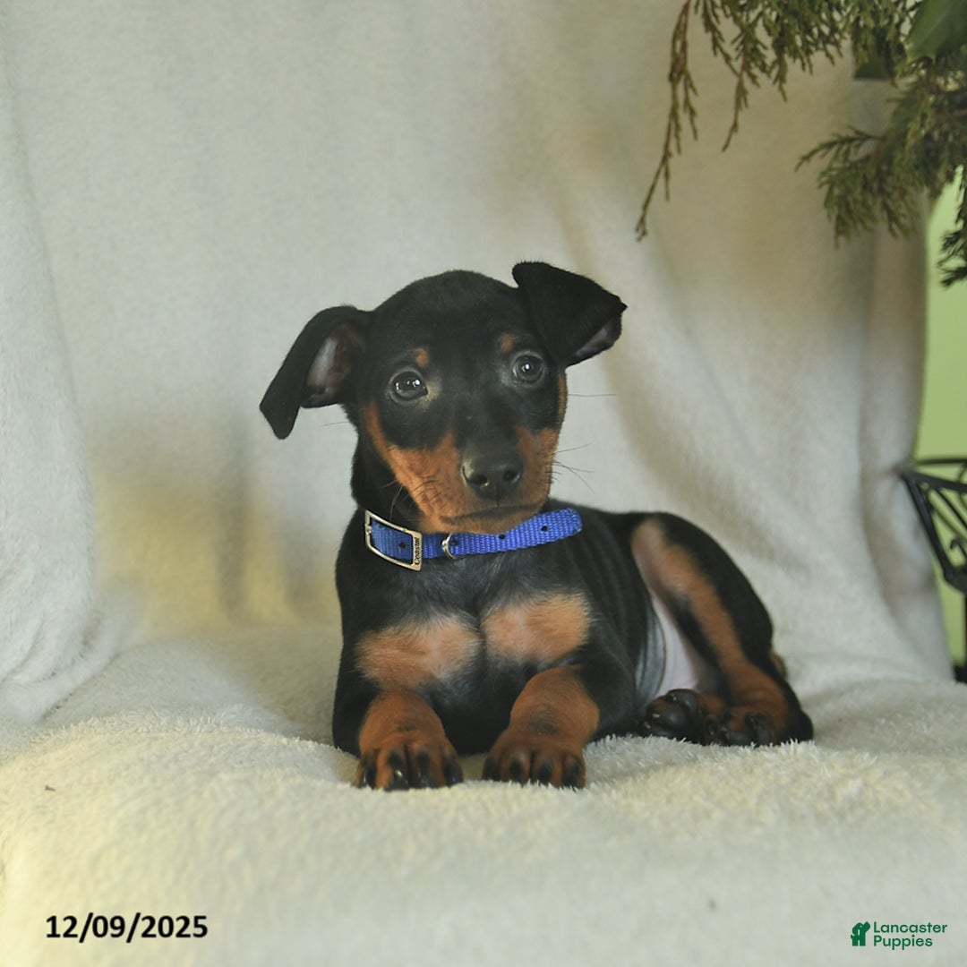 Miniature Pinscher dogs for sale: Pringles  - Ad 2