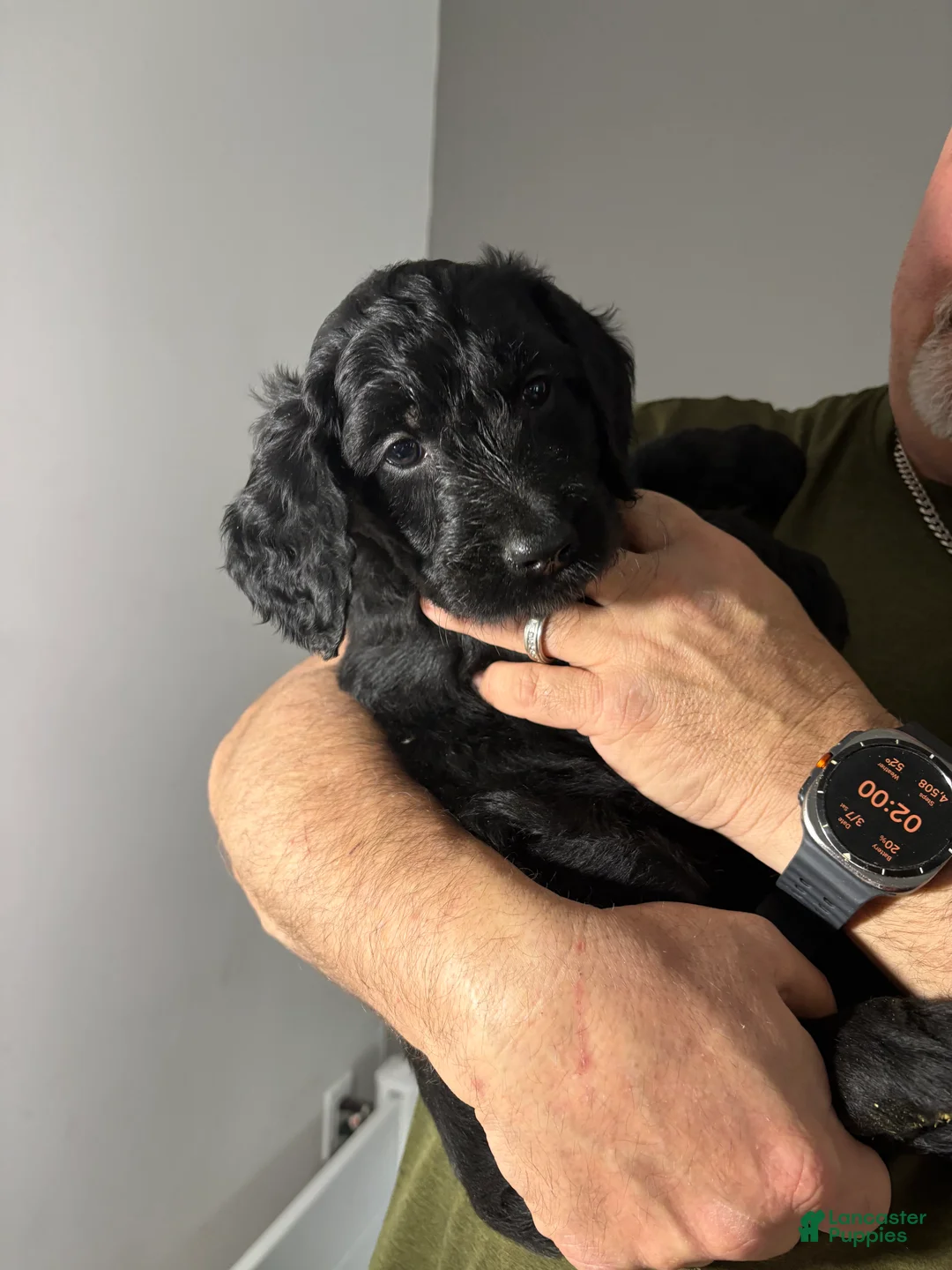 Goldendoodle dogs for sale: Goldendoodle Puppy 9 - Ad 2