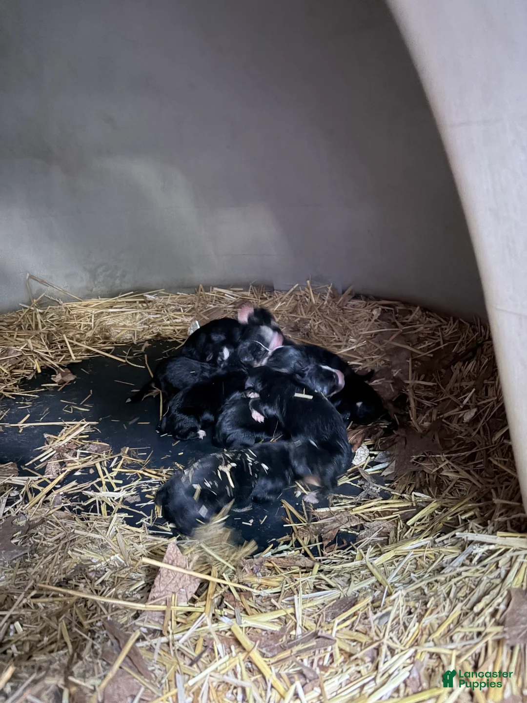 Bernese Mountain Dog dogs for sale: Bernese Mountain Dog Puppy 5 - Ad 1