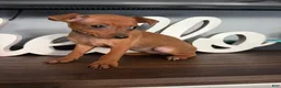 Miniature Pinscher dogs for sale: Miniature Pinscher 1 - Ad 3