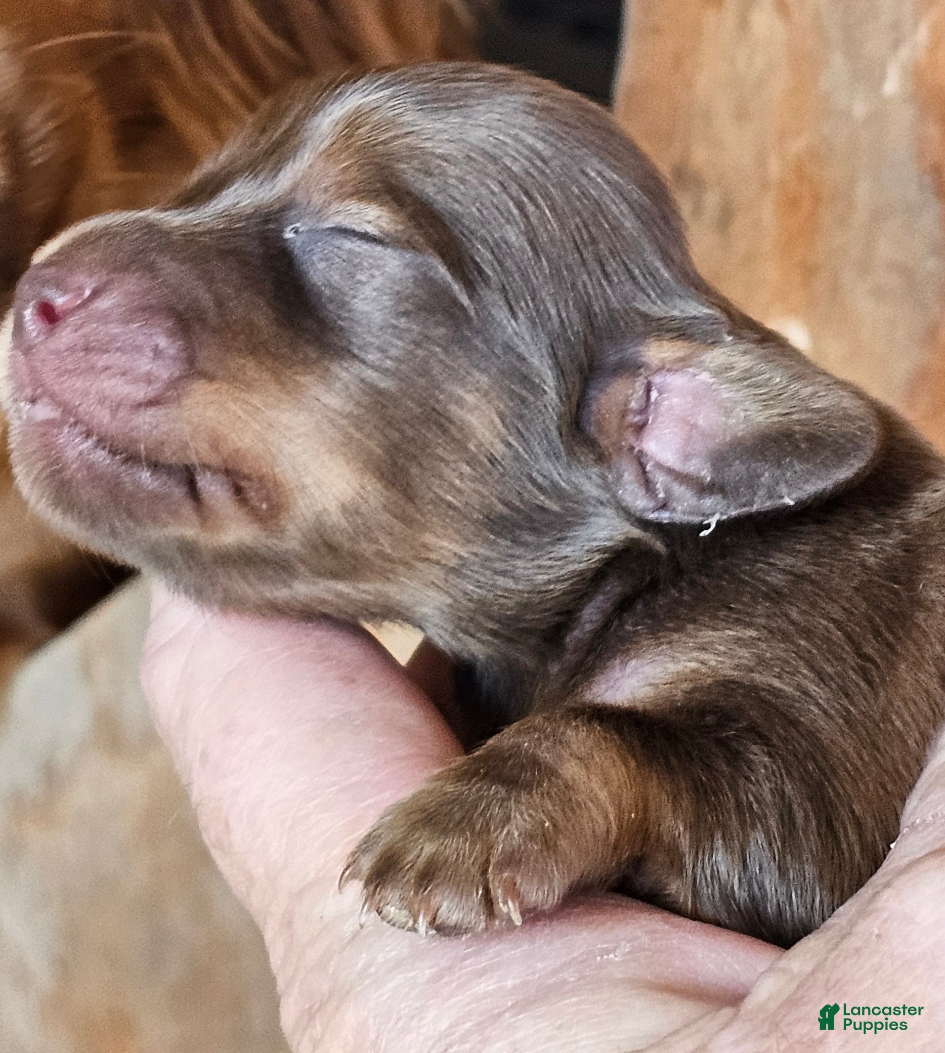 Miniature Dachshund dogs Gorilla-Long-haired  - Ad 16