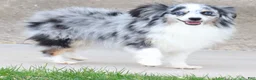 Toy Australian Shepherd dogs for sale:  Genie black-tri female with tail - Ad 3
