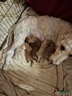 Mini Goldendoodle dogs for sale: Arua  - Ad 2