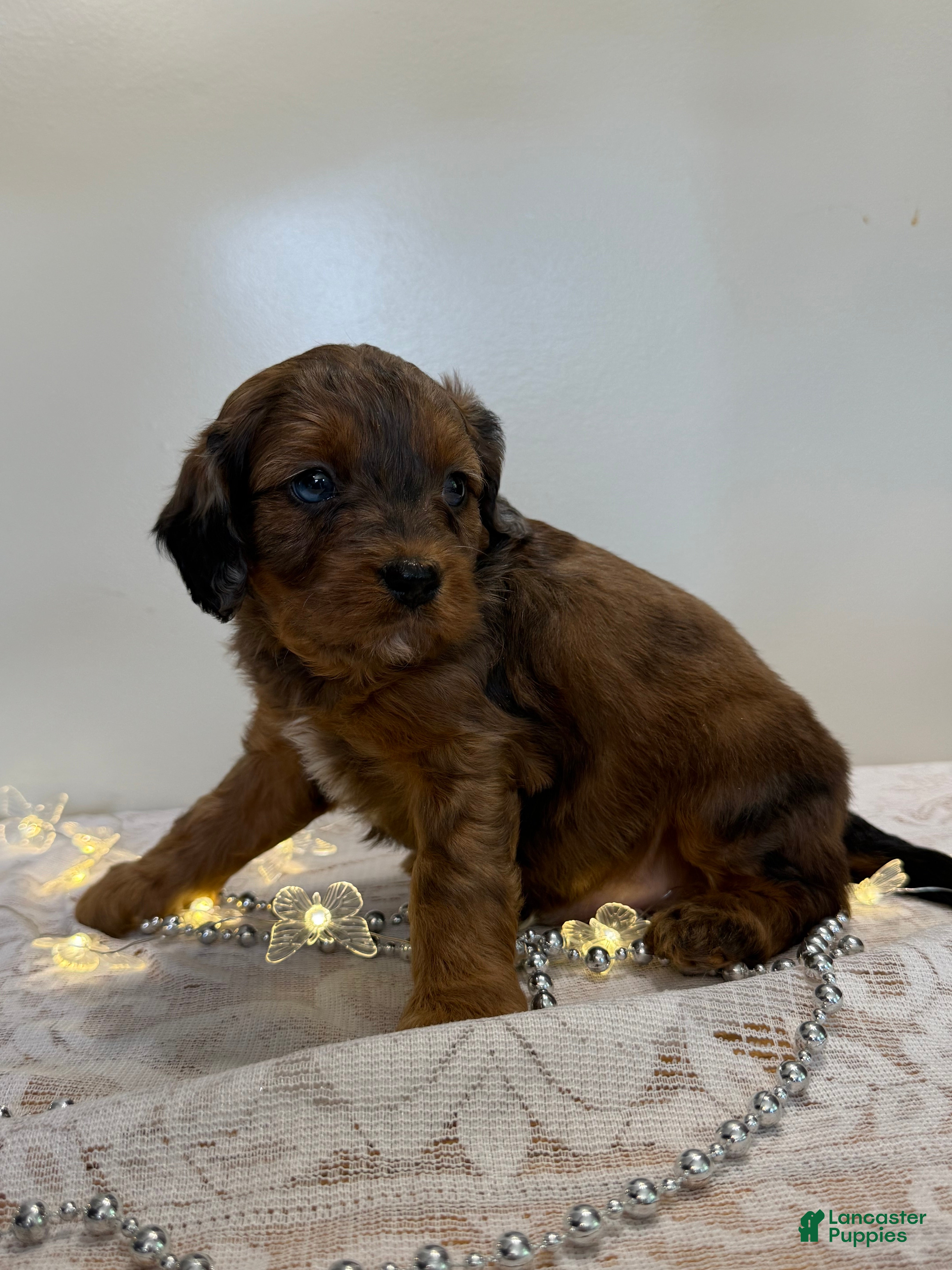 Cavapoo dogs Pizza Cavapoo  - Ad 2