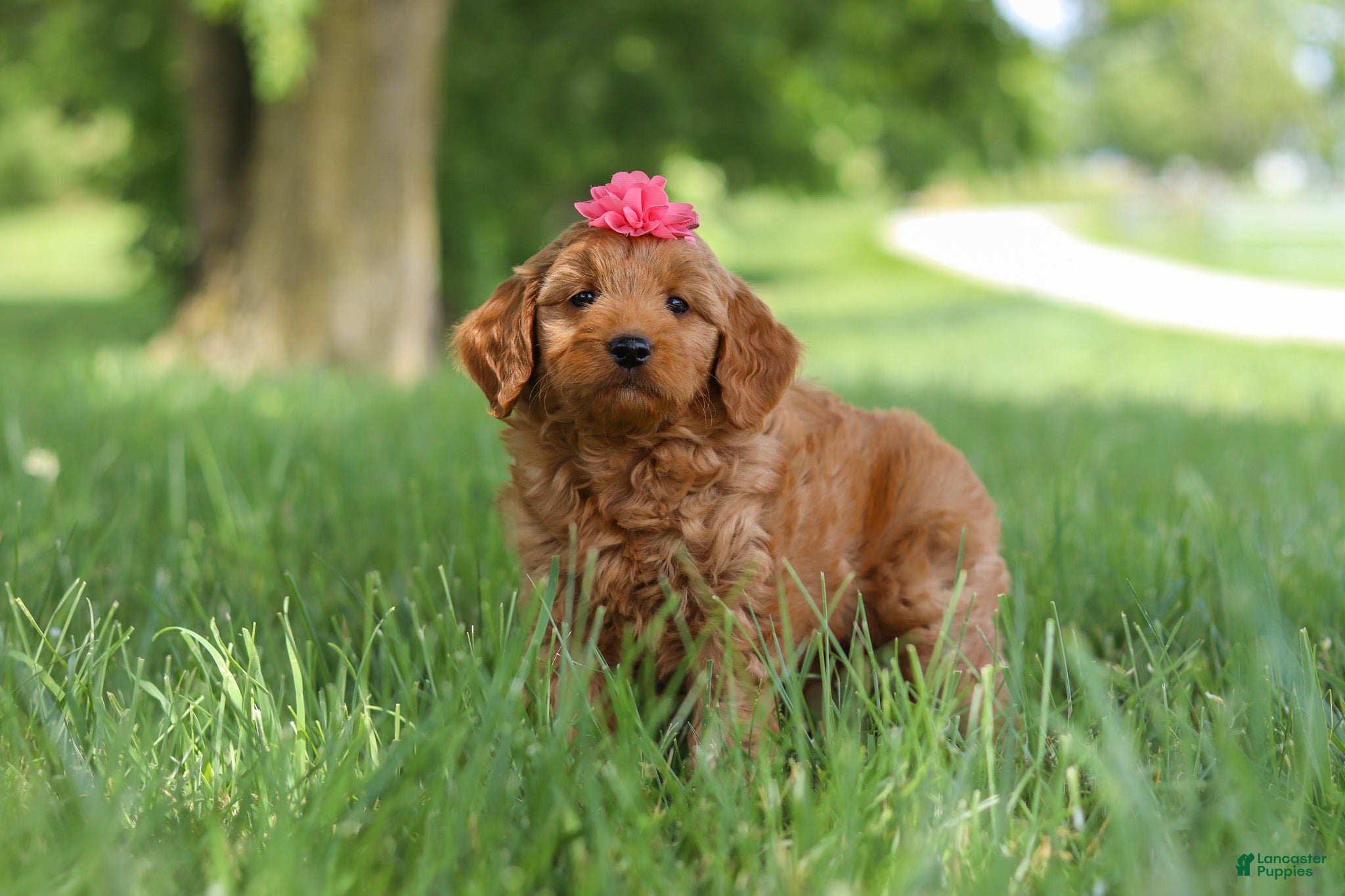 Mini Goldendoodle dogs Becky - Ad 2