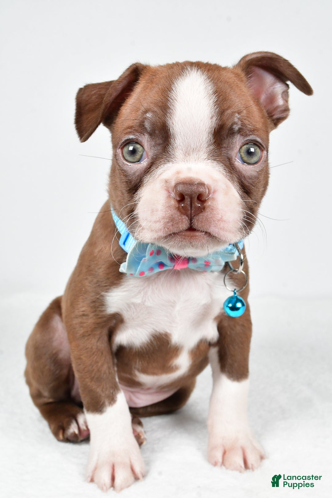 Boston Terrier dogs for sale: Wes - Ad 6