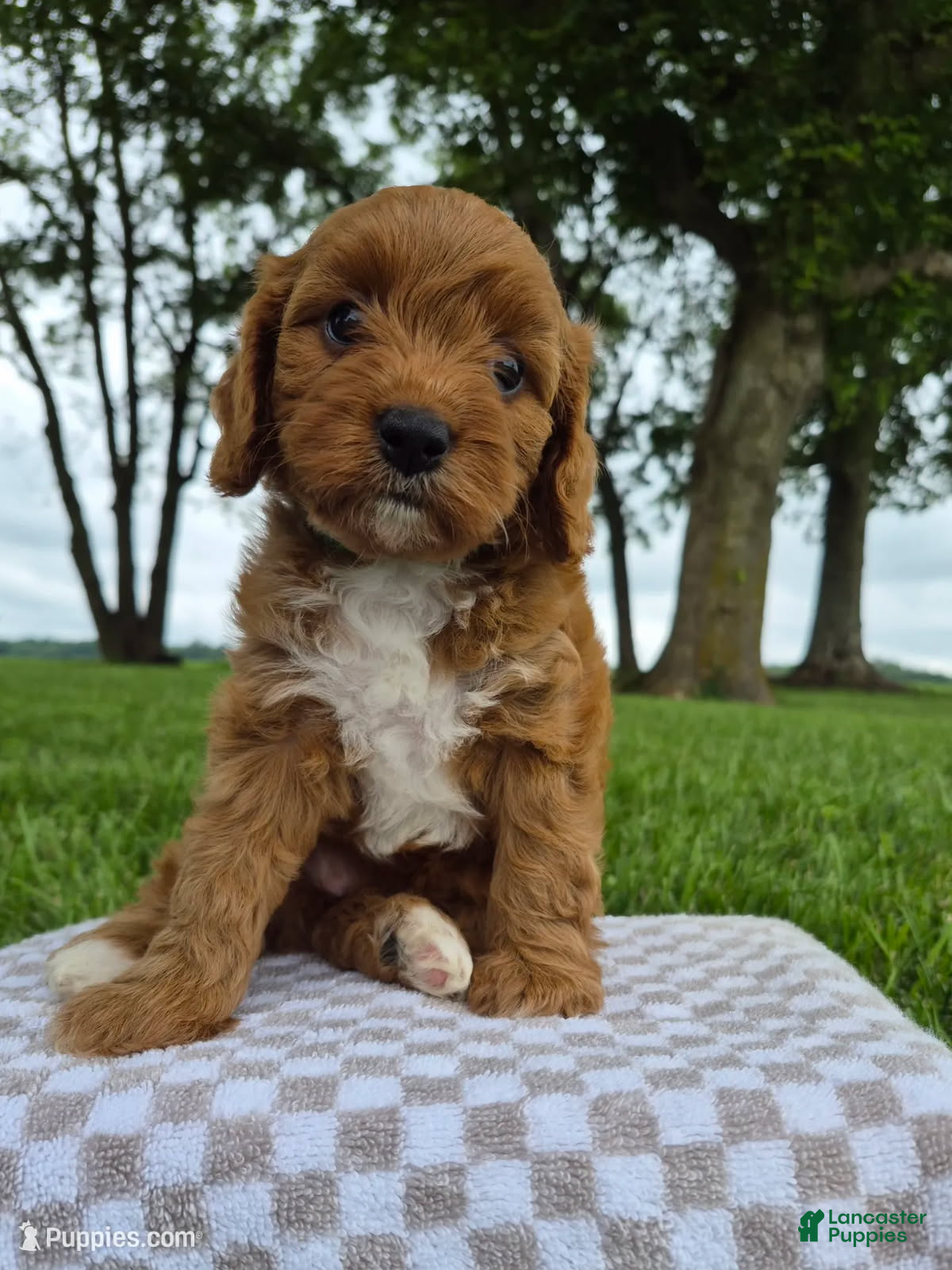 Cavapoo dogs Bonnie - Ad 2