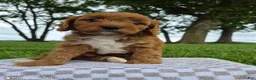 Cavapoo dogs for sale: Bonnie - Ad 2