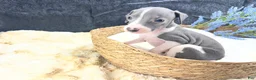 Italian Greyhound dogs for sale: Italian Greyhound 2 - Ad 4