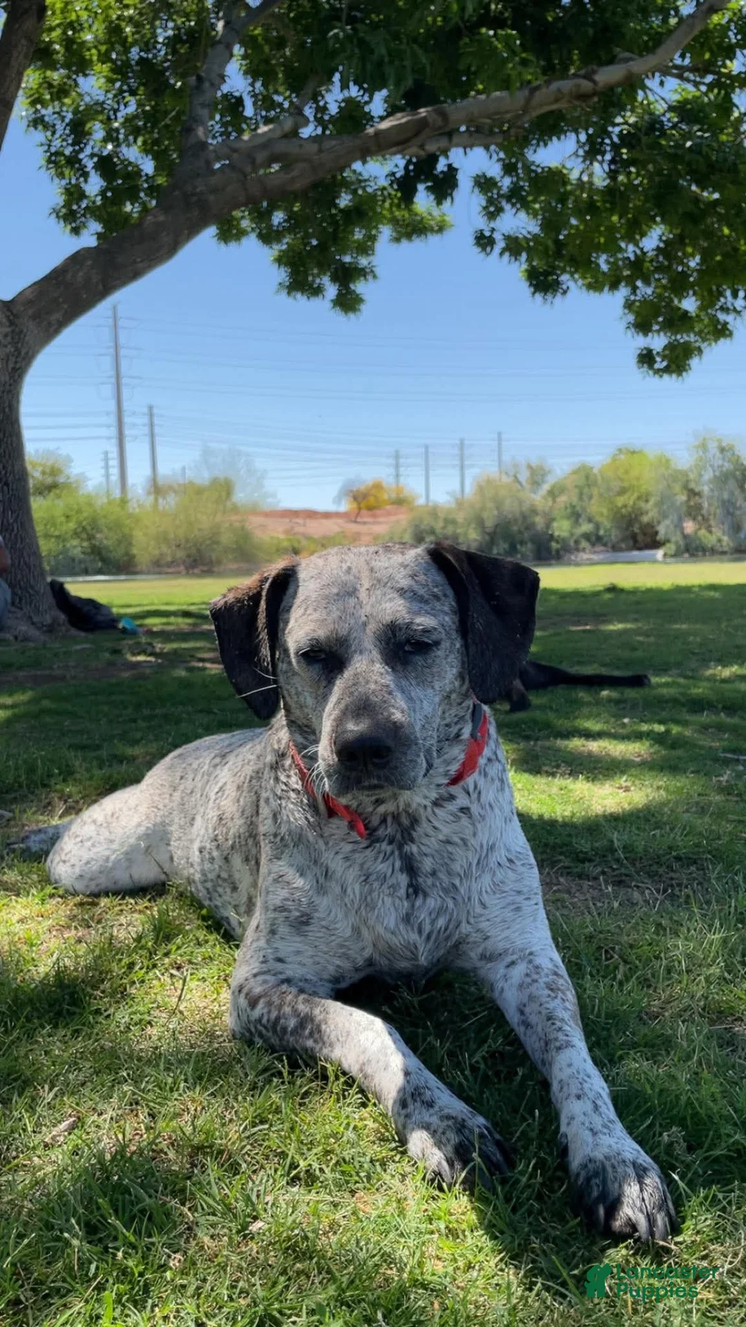 Mixed Breed dogs for sale: Aphrodite - Ad 4