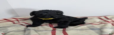 Giant Schnauzer Puppy 6 Yellow 