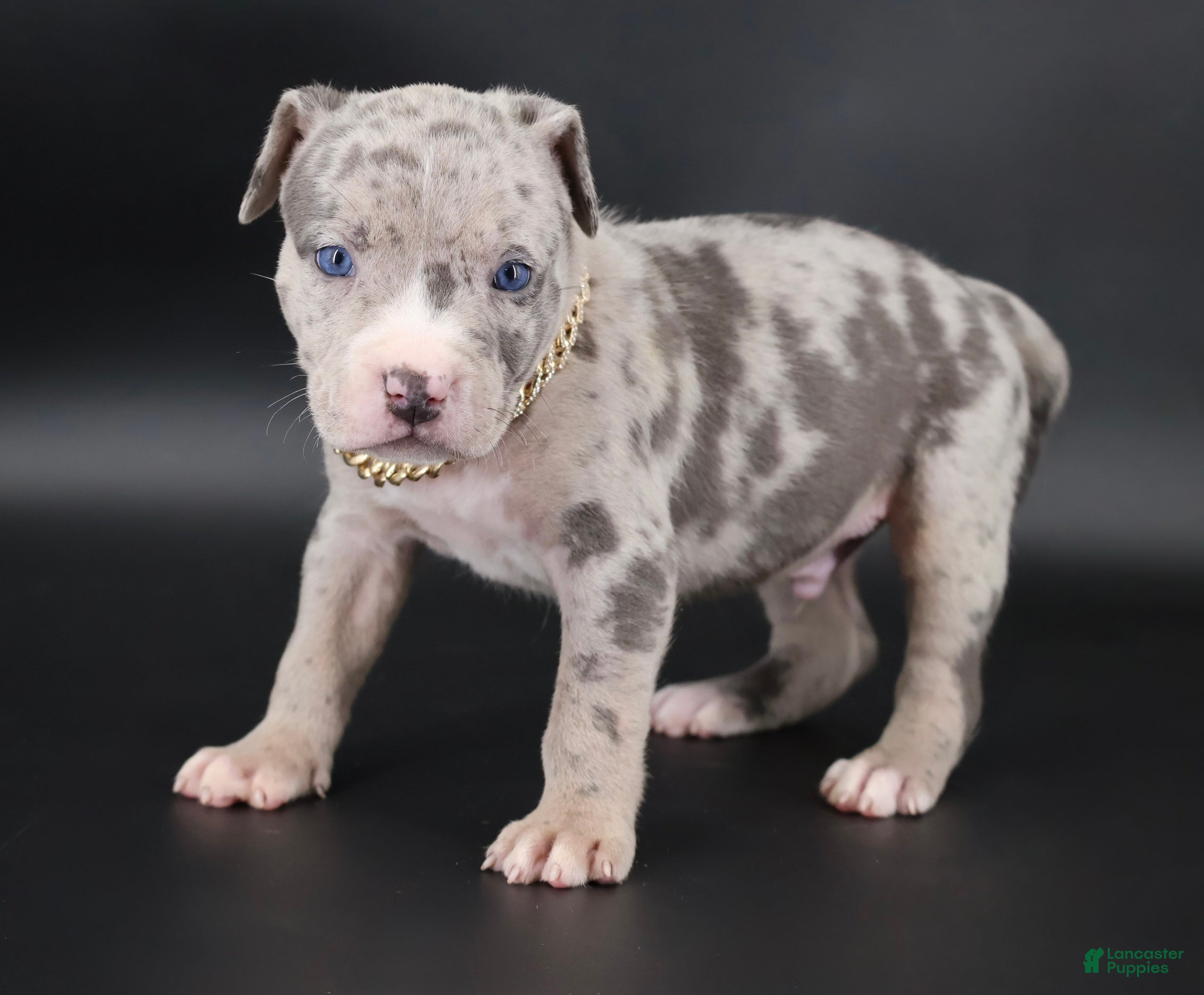 American Bully dogs Ezra - XL - ABKC - Ad 1